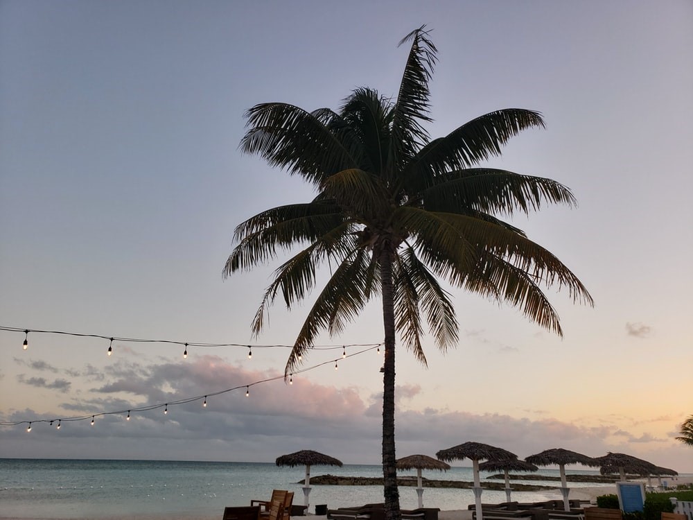 green coconut palm tree